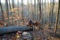 Mountain Works Forest Products 03